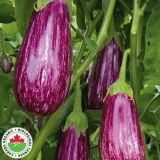 Annina Organic Eggplant Thumbnail